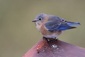 Closeup of an eastern bluebird in winter