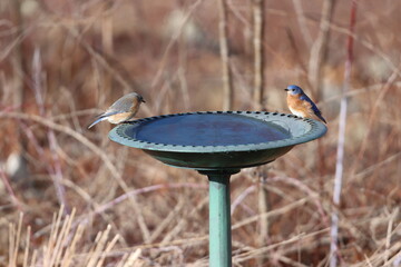 A male and female eastern bluebird sitting on a birdbath