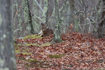 A female whitetail deer resting in the woods