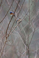 Observant eastern bluebirds perched in a thorny black locust tree