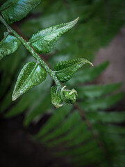 Obraz premium Fotografía macro de una planta 