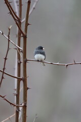 A dark-eyed junco sitting in a black locust tree in winter