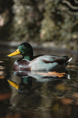 Obraz premium Duck in a lake in Girona, Spain