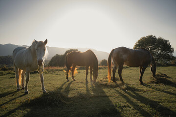 Horses on the meadow at sunset in Girona, Spain