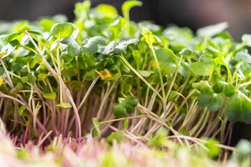 Microgreens