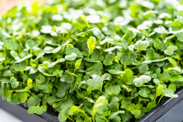 Microgreens