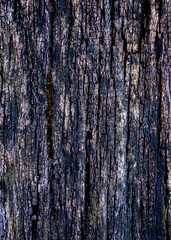 Obraz premium texture