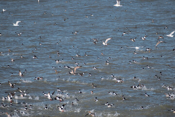 Flock of birds in feeding frenzy over lake