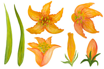 Set of orange lily flowers isolated on white background.