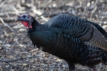 Wild turkey (Meleagris gallopavo) in forest