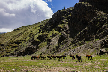 Horses grazing on highland alpine meadow