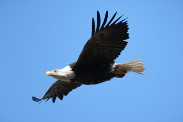 Female bald eagle in flight with wings spread