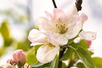 Fototapeta na wymiar Kirschblüten im Frühling