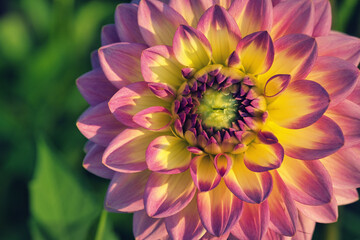 Macro Detail einer blühenden Dahlia