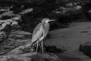 Heron at the beach in Sydney, Australia