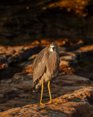 Heron at the beach in Sydney, Australia