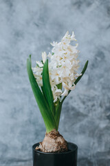 Beautiful white Hyacinth flower on a grey background.