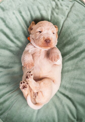 Little cute 2 week old spinner Italiano puppy professional photoshoot