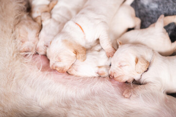 2 week old spinone italiano puppies with their mother