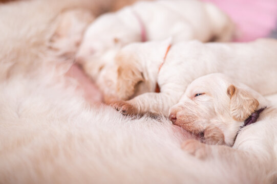 2 week old spinone italiano puppies with their mother
