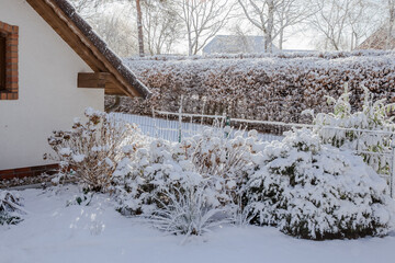Hydrangeas and other flowers and plants covered in snow. Plant care in winter.