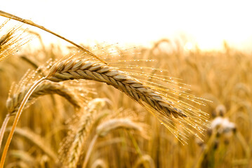 Wet misty wheat spikelets