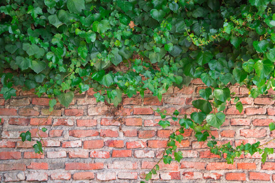 creeper climbing plant on brick wall
