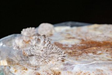 Pleurotus ostreatus, commonly known as white shimeji, hiratake or white oyster mushroom, young sprouting mushroom,