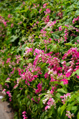 Obraz premium Mexican creeper, Chain of love flower, Coral vine.