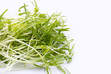 Water spinach sprouts. Organic vegetables