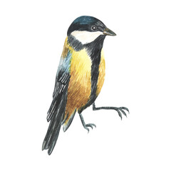 Watercolor Bird Tit On Branch Hand Painted Illustration on white background