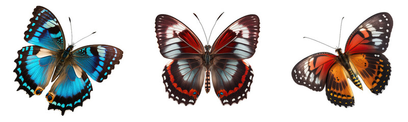 Fototapeta na wymiar Butterfly collection transparent or white background 