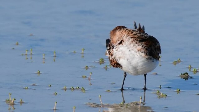 Little stint Calidris minuta cleans the feather.