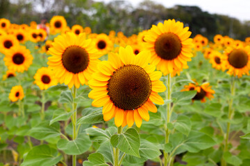 Obraz premium Sunflower field, Beautiful summer landscape.
