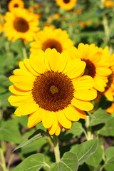 Fototapeta premium Sunflower field, Beautiful summer landscape.