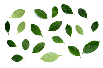 Citrus leaves on a white background. Top view