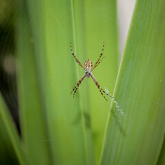 Argiope argentata / Silver Spider