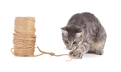 grey kitten playing with a reel of string