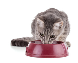grey kitten eating red bowl