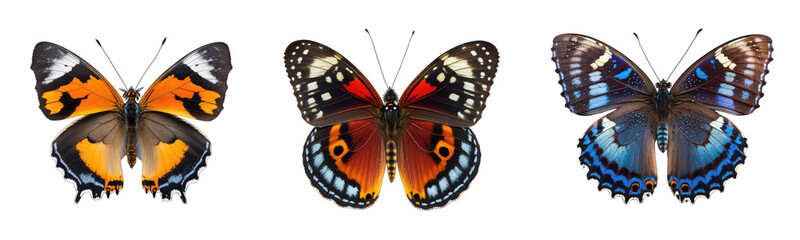 Fototapeta premium Butterfly collection transparent or white background 