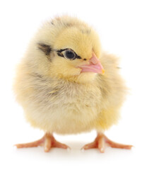 Small yellow chicken