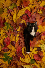 black and white cat looking through hole in colorful autumn leaves foliage. Autumn background with a cat pet - 580860299