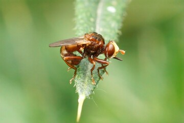 Closeup on a brown thick Furruginous Bee-grabber Fly, Sicus ferrugineus, sitting on a green leaf