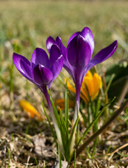 Blooming crocuses in the garden. 