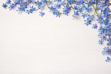 White wooden background with spring blue scilla flowers, copy space