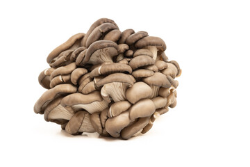 Oyster mushrooms isolated on a white background.