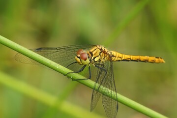Closeup on a Ruddy darter, Sympetrum sanguineum sitting on a straw against a green background in the field