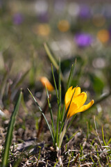 Yellow crocuses bloom. Spring flowers in the forest.