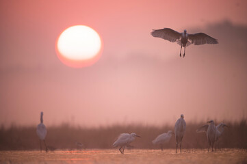 misty morning sunrise and Bird Flying 