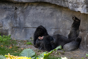 A large adult gorilla lays on the ground, leaning against a stone wall, seemingly in an uncontrollable fit of laughter in Orlando, Florida. © John
